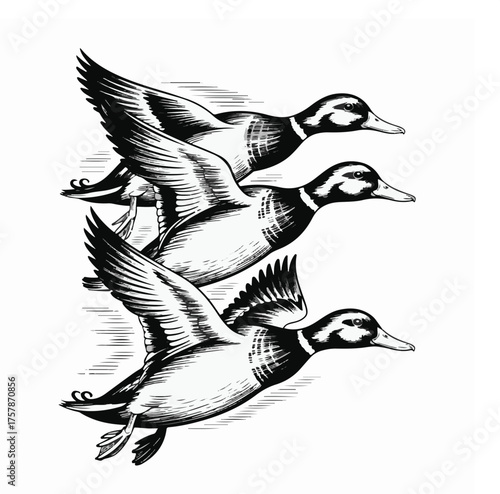 Three black and white mallard ducks flying in formation bird flight