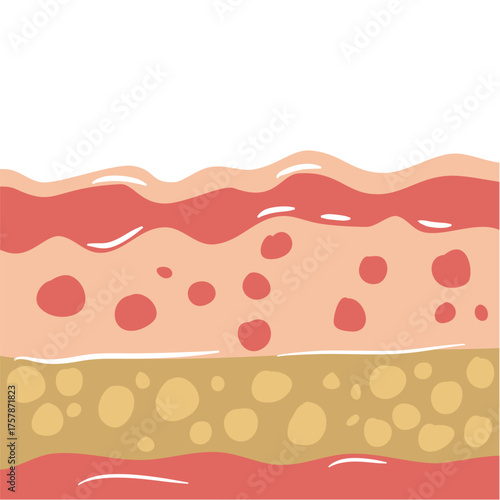 human skin layers vector