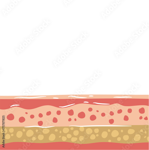human skin layers vector