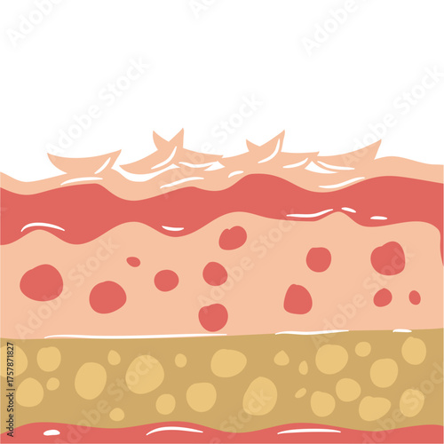 human skin layers vector