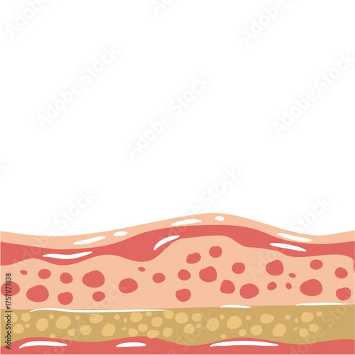 human skin layers vector