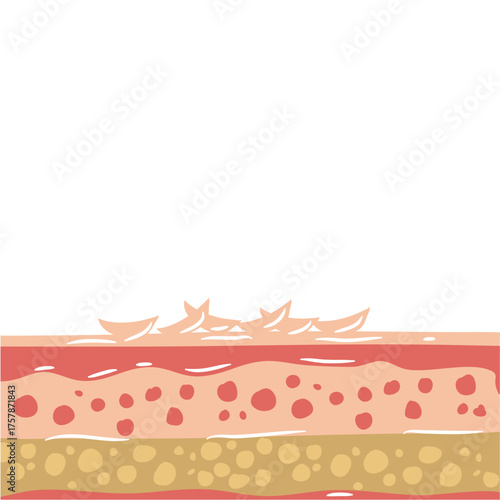 human skin layers vector