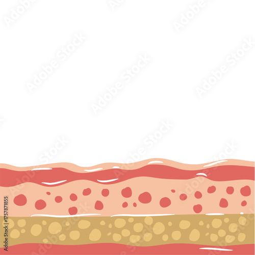 human skin layers vector