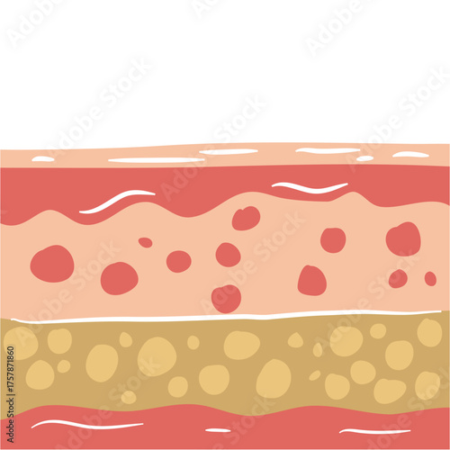human skin layers vector