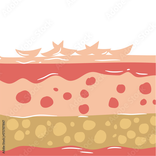 human skin layers vector