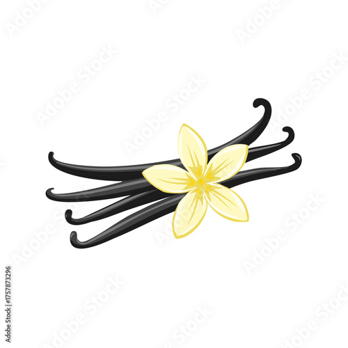 Illustration of Vanilla Pods with Flower Isolated on White Background Spices and Herbs Natural Flavoring Ingredient