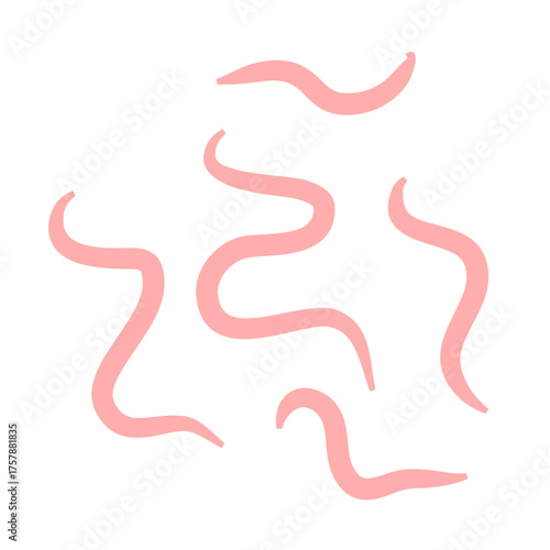 Tape worm vector