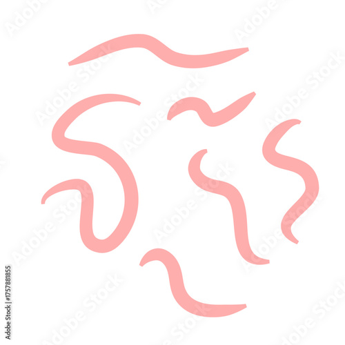 Tape worm vector