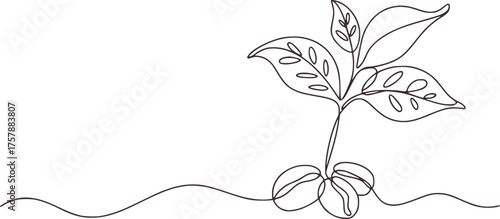 Delicate line drawing of a coffee plant sprout with beans leaves