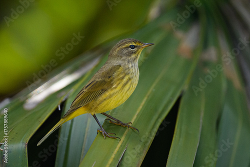 Palm Warbler perched on a palm frond