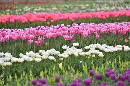Wallpaper Mural Spring blooming tulip field. Flowers tulips,  Spring floral background. Torontodigital.ca