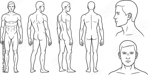 Anatomical male figure sketch, front back side views, human body proportions, muscle structure drawing, reference for artists, character design, anatomy study