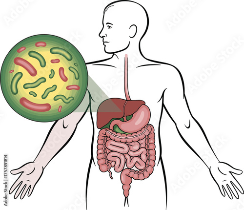 Human digestive system diagram, gut microbiome illustration, internal organ anatomy, bacteria magnification, health concept, medical education visual, biology reference chart