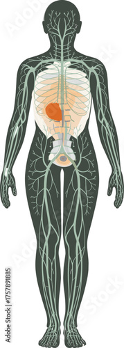 Human lymphatic system illustration, frontal anatomy view, internal organ overlay, immune function diagram, medical reference, green vessel network, health education visual