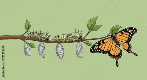 The incredible transformation from caterpillar to butterfly a journey of metamorphosis.
