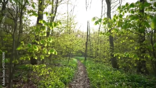 Real Video of Peaceful Spring Forest Path with Sunlight and Green Leaves in Gentle Breeze