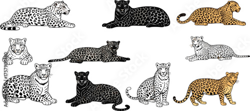Ten Big Cats in Diverse Poses and Color Morphs, Leopard Jaguar Variants Comparison, Wildlife Species Diversity Vector Illustration Design