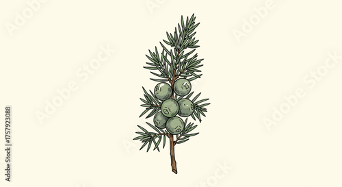 Illustrative depiction of a juniper branch showcasing its characteristic evergreen needles and ripening berries.