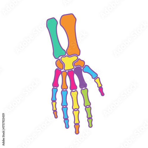 Colorful anatomical illustration of a human hand skeleton, showing bones of the wrist, palm, and fingers in various bright hues.