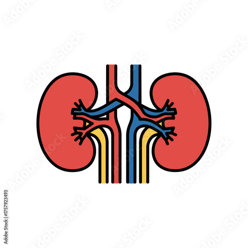 Colorful illustration of human kidneys with renal arteries and veins on a white background, representing anatomy and health.