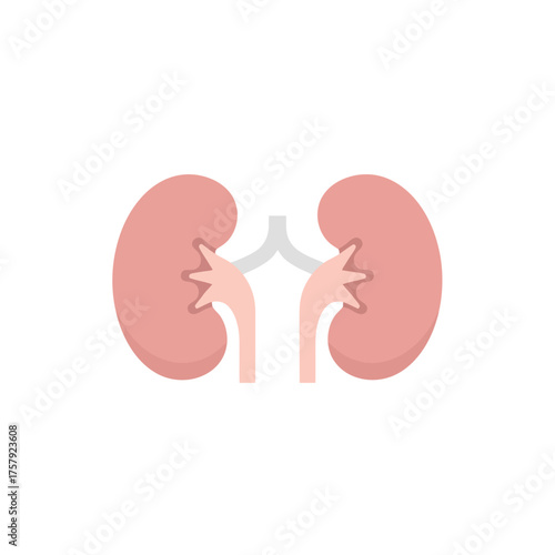 Flat design illustration of two human kidneys, depicting the essential organs of the urinary system in a simple, medical icon style.