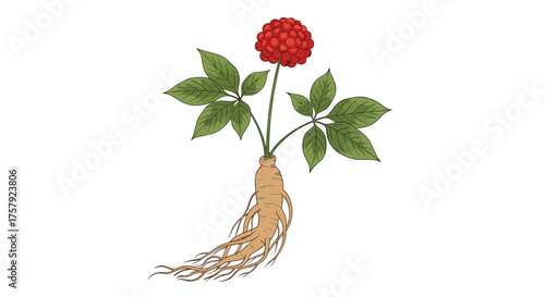 The medicinal properties and health benefits of the potent plant known as ginseng.