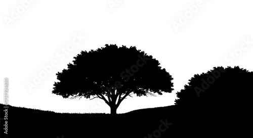 organic forms ascend, shaping stillness where boundless possibilities emerge clearly, isolated on transparent background