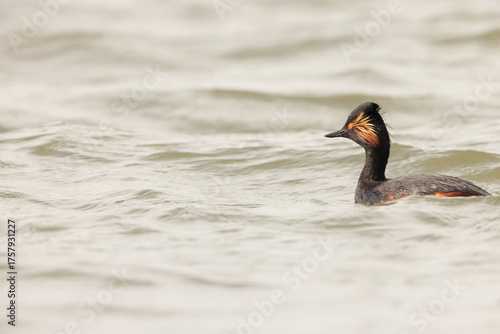 Photos Eurasian black-necked grebe or eared grebe (Podiceps nigricollis nigricollis) is a member of the grebe family of water birds