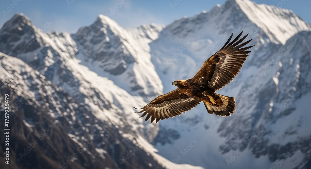Fototapeta premium Majestic golden eagle soars through the crisp mountain air, wings spread wide against a backdrop of snowcapped peaks