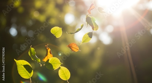 Sunlit Green Leaves Bokeh Sunlight Filtering Through Foliage Nature Background