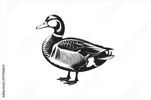 Four ducks in a simple illustration showcasing variations in plumage color