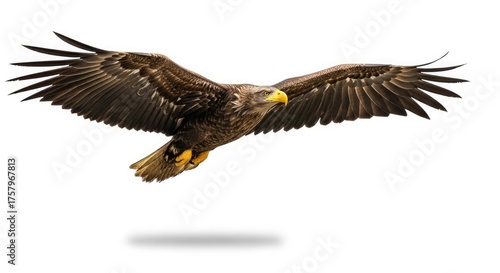 american bald eagle
