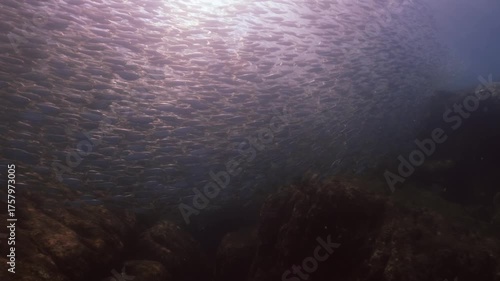 a massive school of sardines shimmering brilliantly beneath the sunlight. The silver fish move in perfect unison just below the ocean surface