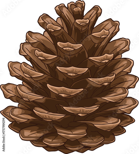Realistic pine cone, natural texture, botanical illustration, conifer seed pod, brown woody scales, forest element, vector art, nature detail, seasonal design