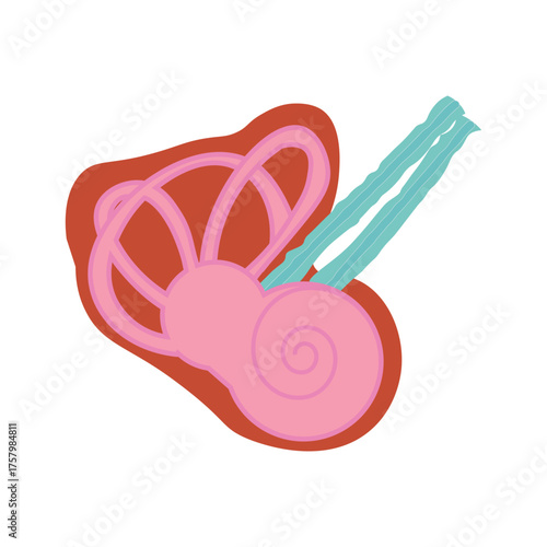 Cochlea