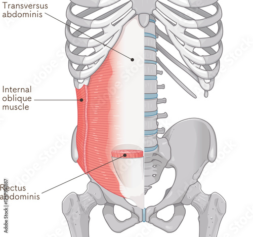 腹横筋、内腹斜筋のイラスト transversus abdominis illustration
