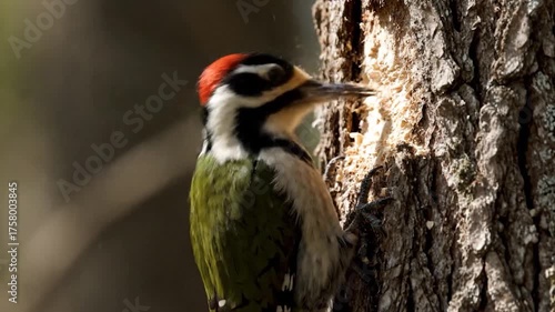 Close up of a woodpecker pecking at a tree trunk creating wood chips.