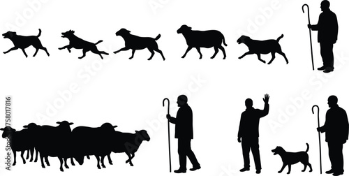 "Shepherd with crook, sheepdog running, flock of sheep silhouettes, teamwork herding animals, rural farming lifestyle vector illustration design"