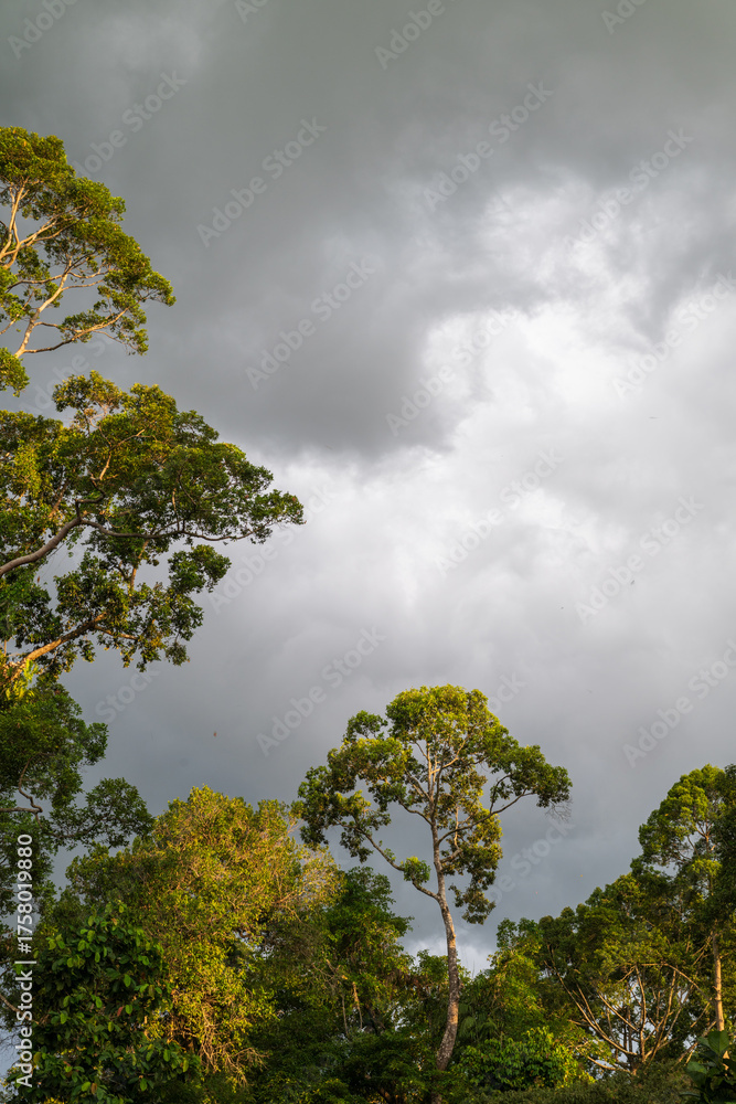 Obraz premium Borneo Rainforest Trees Illuminated by Sunlight Against Dramatic Storm Clouds