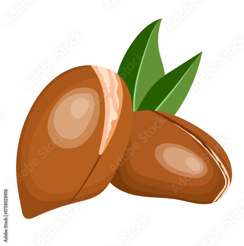 Moroccan Argania Spinosa seeds or Argan Nut Illustration Isolated on White Background