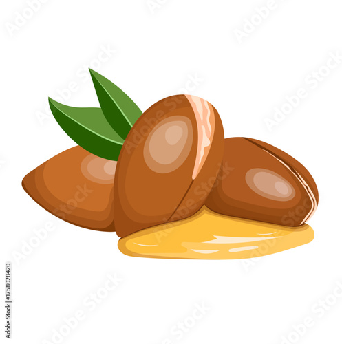 Moroccan Argania Spinosa seeds or Argan Nut with Argan Oil Illustration Isolated on White Background