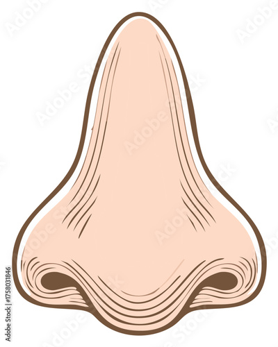 Illustration of a human nose with shading and brown outline