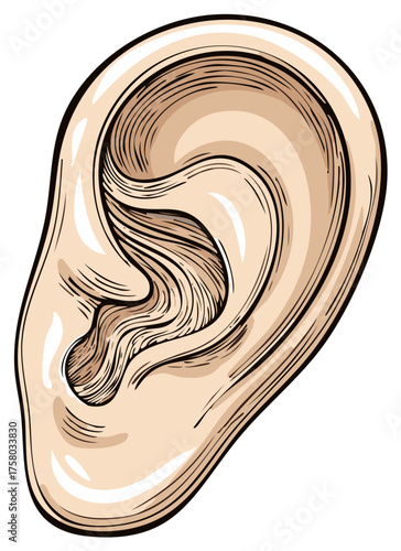 Human Ear Anatomical Illustration Detailed Vintage Engraving Style Drawing of Hearing Organ