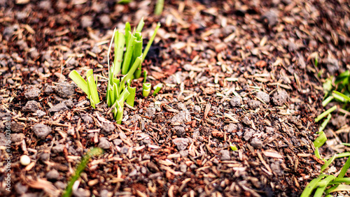 New Life Emerging from the Soil: A Vibrant Beginning