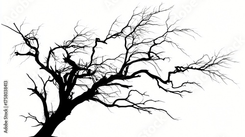 A stark silhouette of a bare gnarled tree with intricate branches reaching against a clean white background