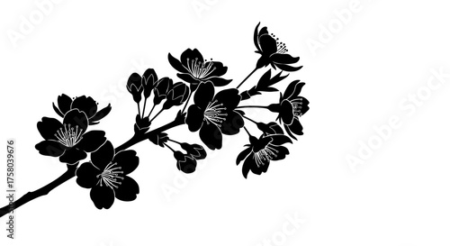 Black silhouette of a blooming cherry blossom branch against a white background
