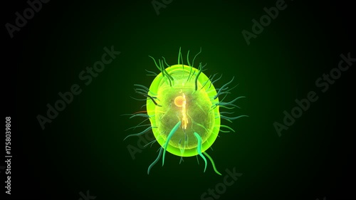 Human bacteria anatomy. 3d illustrations