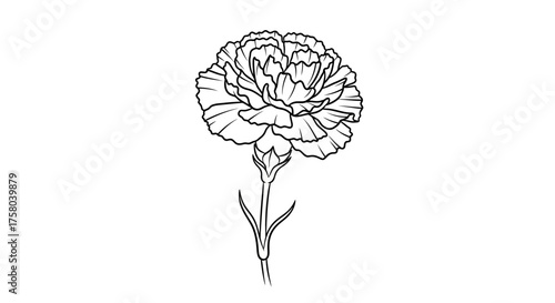 A detailed black and white line drawing of a carnation flower with a single bud