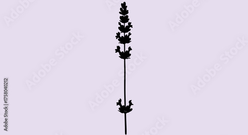 Silhouette of a single lavender stem on a light purple background