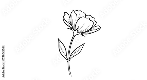 Delicate black ink sketch of a single blooming flower with leaves on a white background